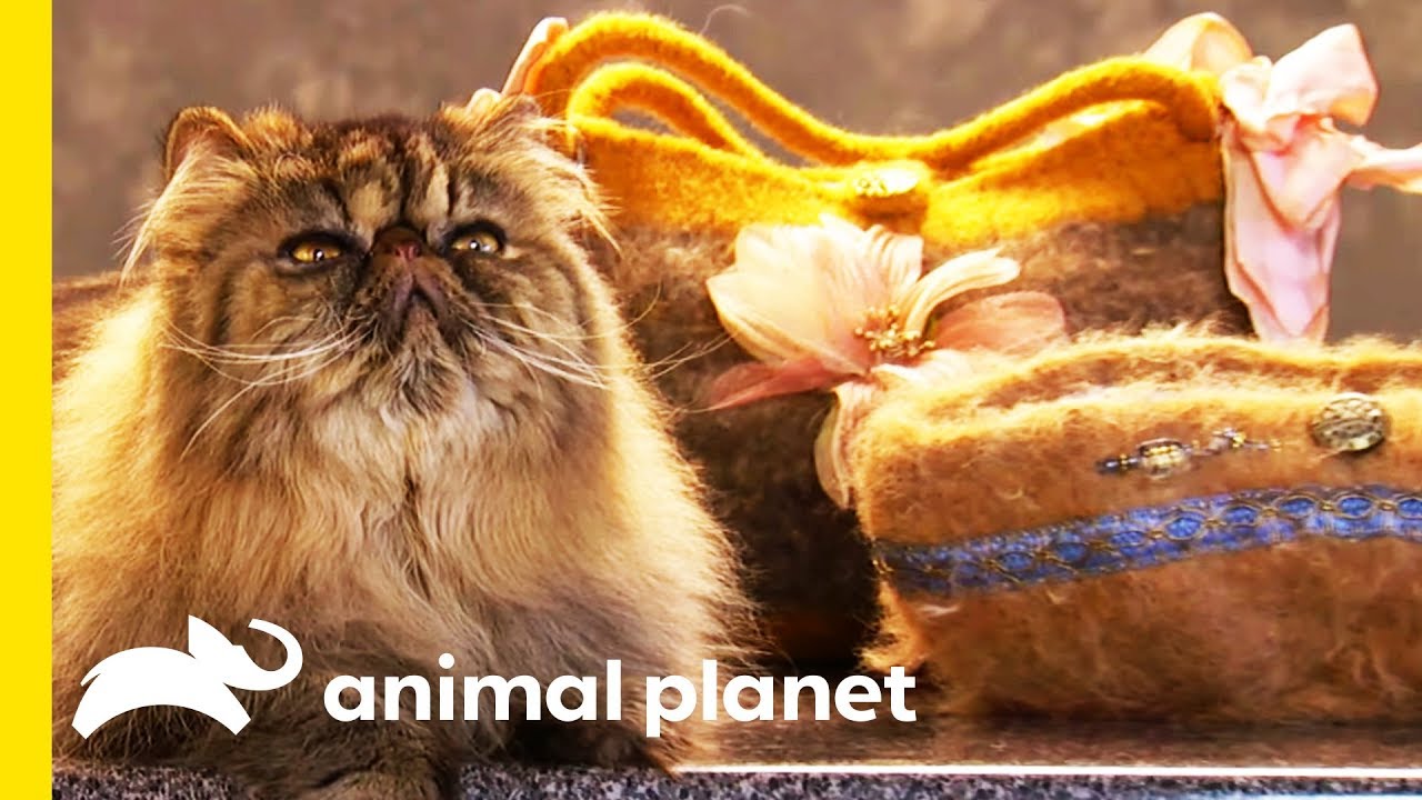 This Lady Makes Custom Handbags From Cat Fur! | Cats 101
