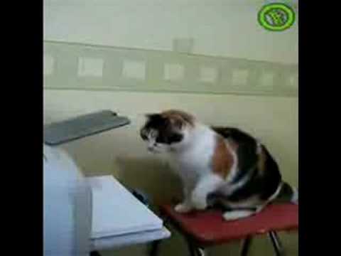 Cat Vs Printer (with the original sound)
