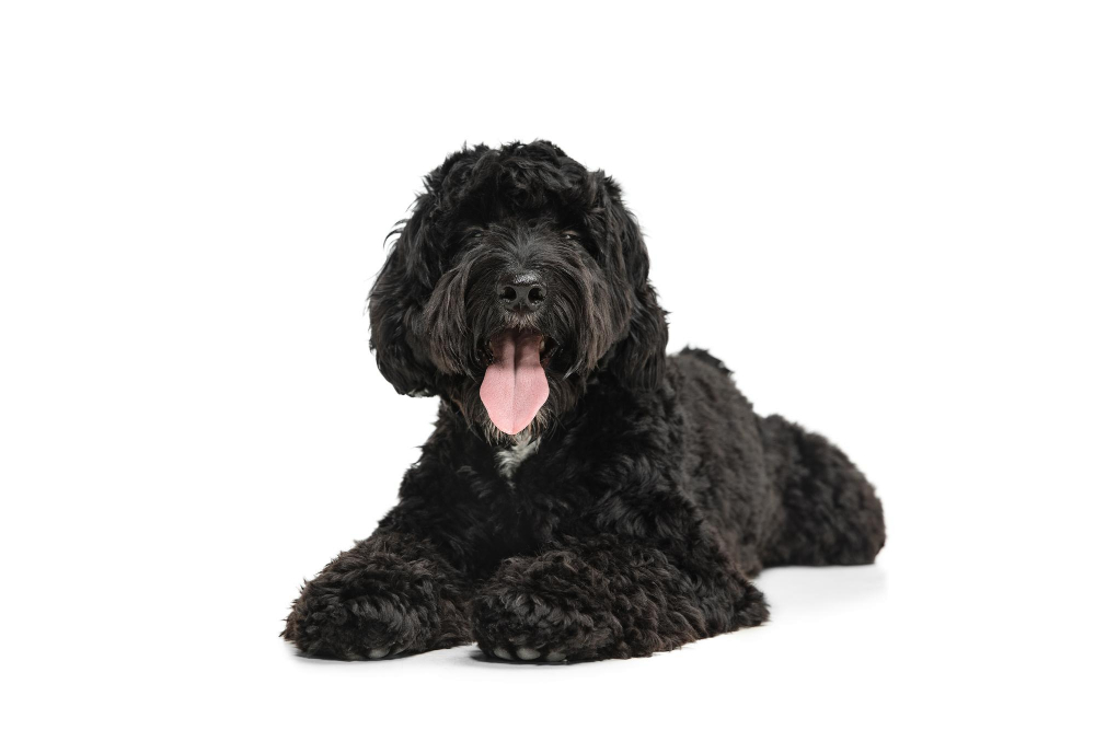young-black-labradoodle-playing-isolated-white-studio-background