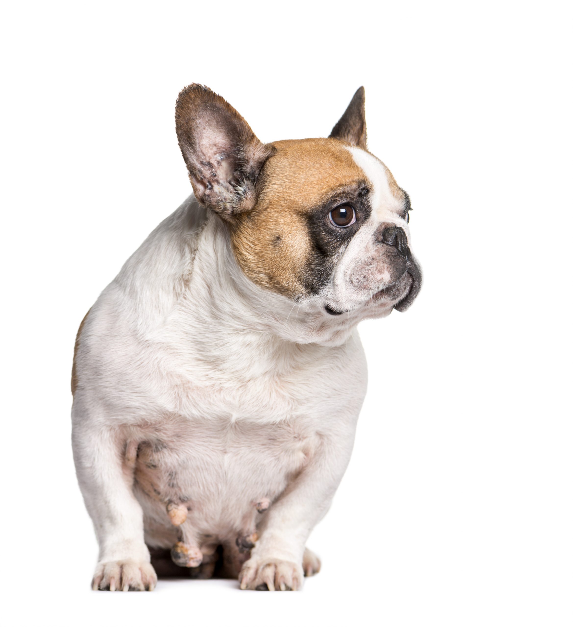 French Bulldog with breast cancer sitting in front of white background