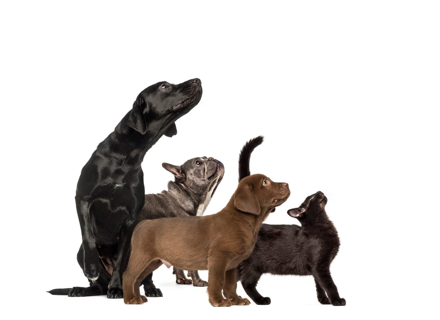groups-dogs-labrador-retriever-puppy-labrador-retriever-mixed-breed-black-cat-french-bulldog-front-white-background