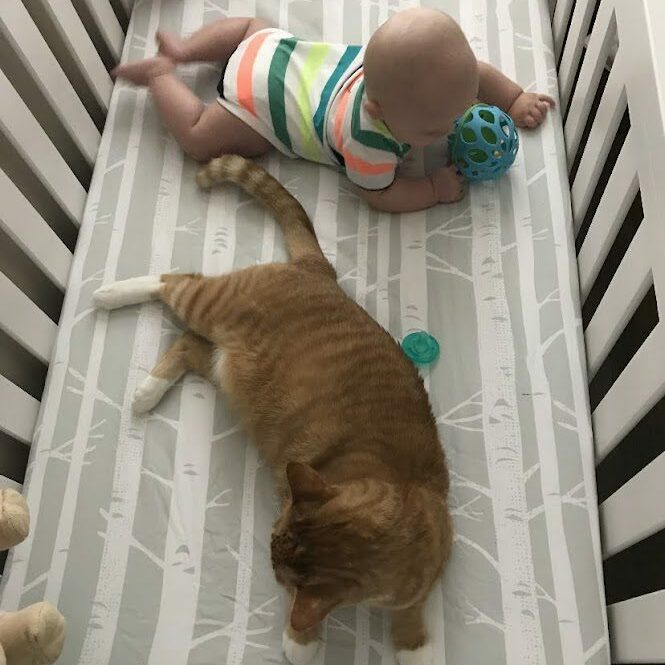 Train cats to be nice to baby