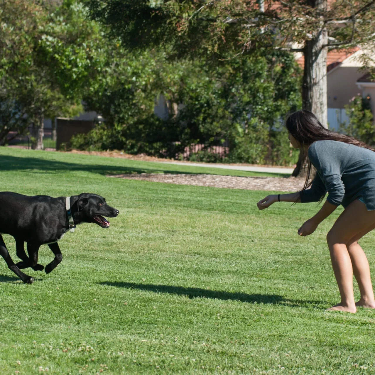 dog coming when called - motionshooter - iStock-469723386
